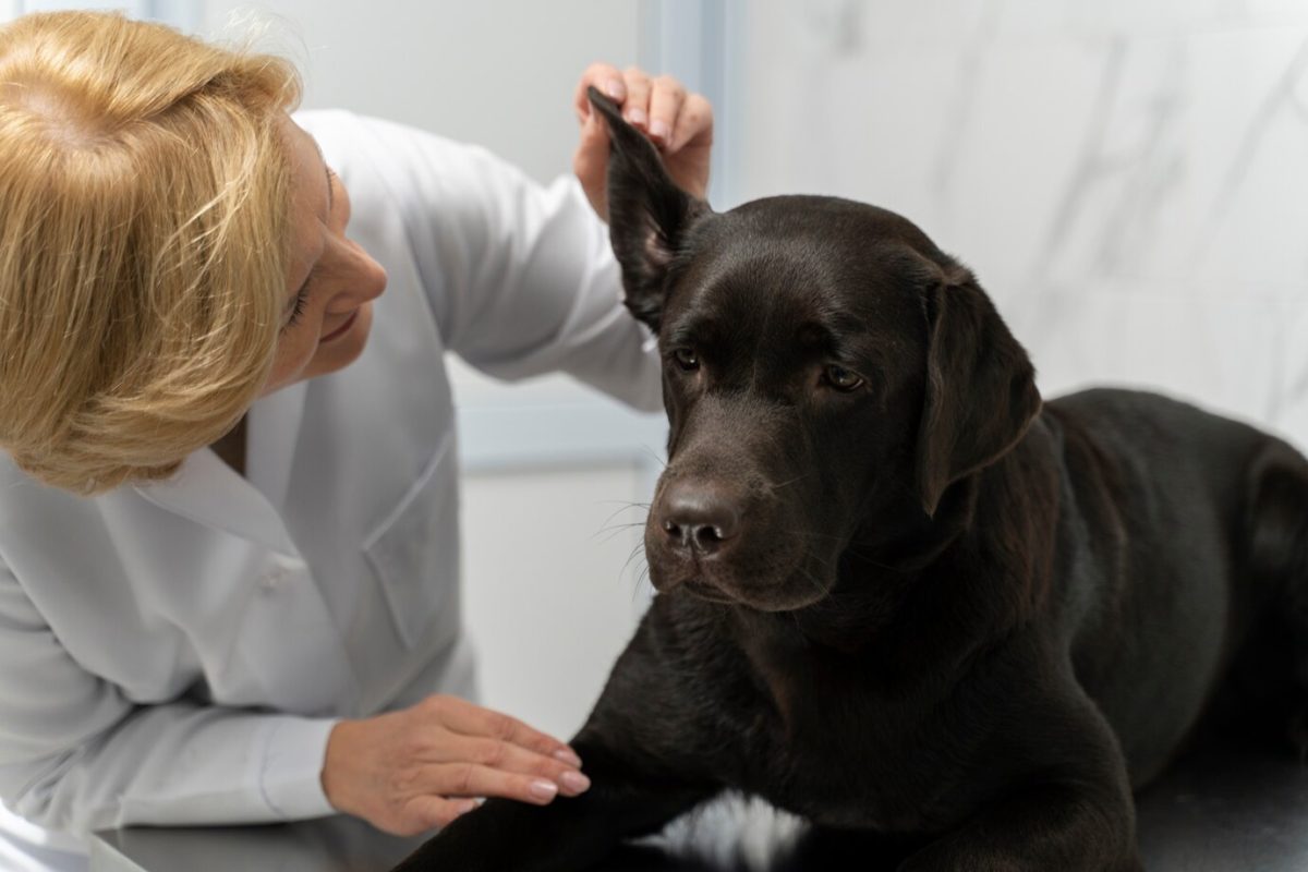 Dermatologia zwierzęca: sprawdzenie ucha psa